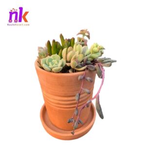 Mix Succulents Pot Online in Nepal| 8 Variety