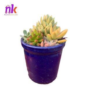 Blue Plastic Planter Pot