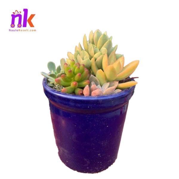 Blue Plastic Planter Pot