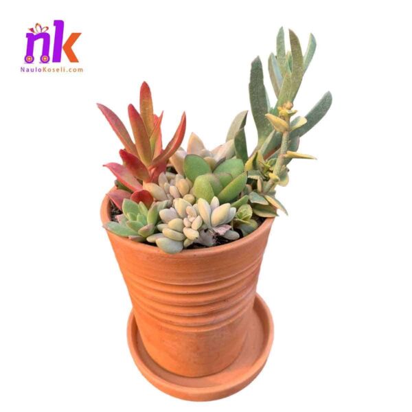 Mix Succulents Pot Online in Nepal| 8 Variety - Image 2