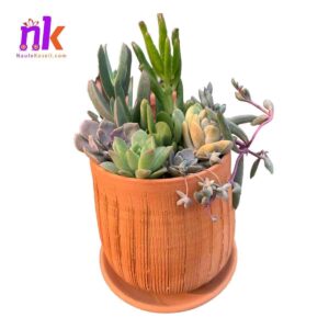 Succulents Planter Pot| 9 Variety