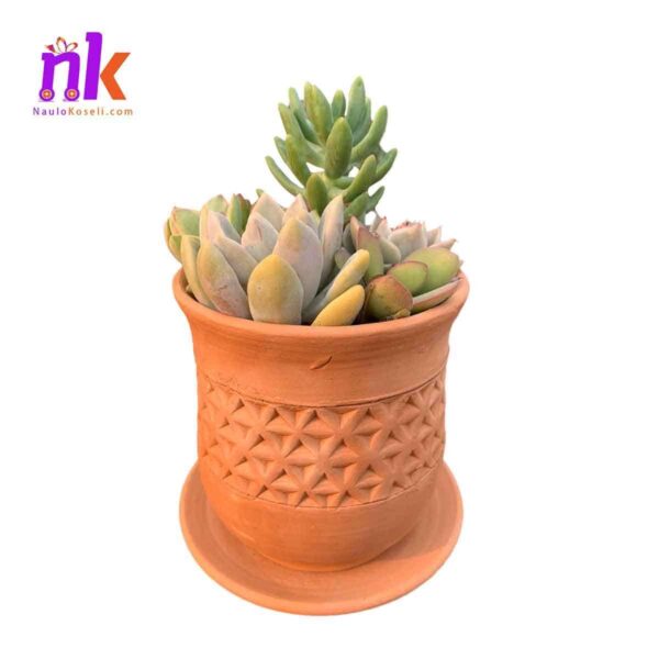 7 Variety Succulents Planter Pot