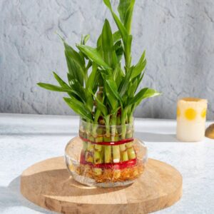 2 Layers Lucky Bamboo Plants Delivery in Nepal