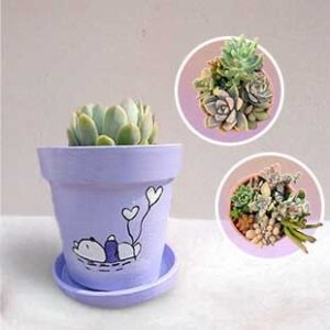 Echeveria Succulent Planter Pot| Indoor Plant