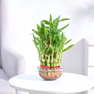 3 Layers Lucky Bamboo Plant| Indoor Plants
