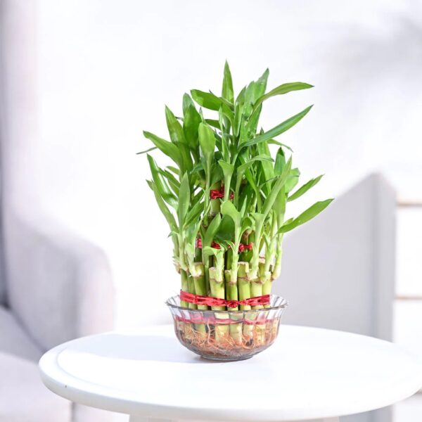 3 Layers Lucky Bamboo Plant| Indoor Plants