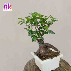 Bonsai Indoor Plant