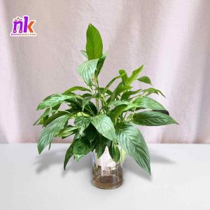 Peace Lily in Nepal