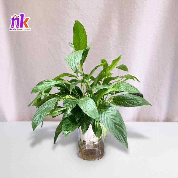 Peace Lily in Nepal