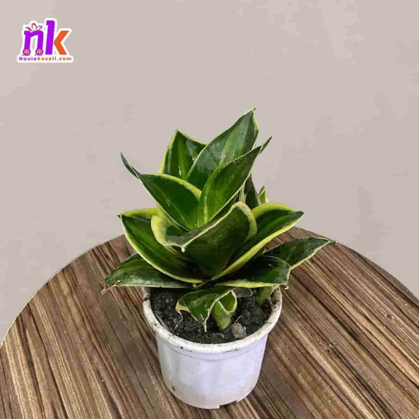 Snake Plant in Nepal