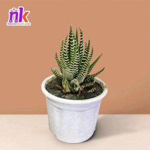 Zebra Succulent Plant