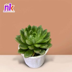 Echeveria Succulent Indoor Plant