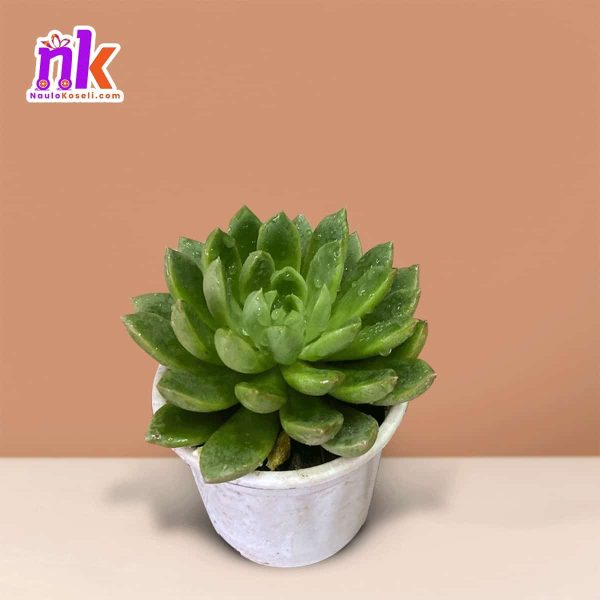 Echeveria Succulent Indoor Plant