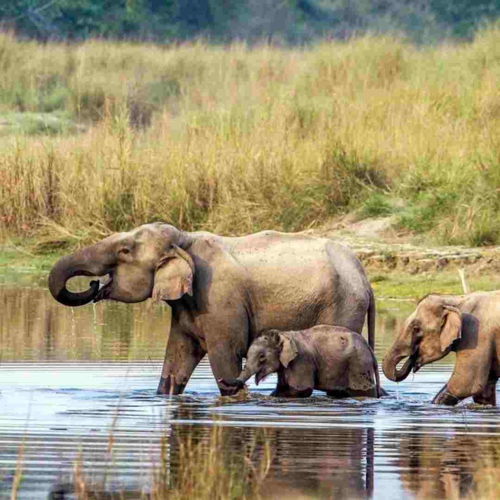 Send Gift to Bharatpur Chitwan